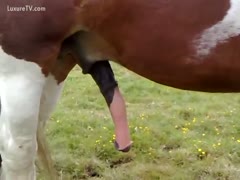 A tourist's footage of a zoo fetish session with a big horse wang